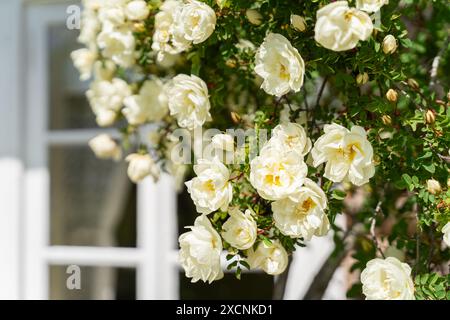 Rosa pimpinellifolia, la rose burnet, également connue sous le nom de rose écossaise. Fleurs doubles blanches de rosa pimpinellifolia Plena, plante de jardin ornementale populaire. Banque D'Images