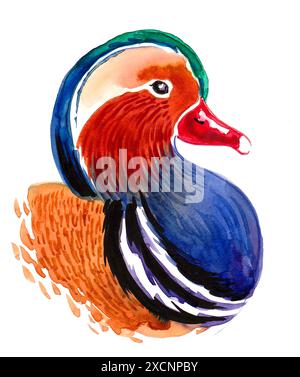 Tête de canard. Illustration d'aquarelle dessinée à la main Banque D'Images