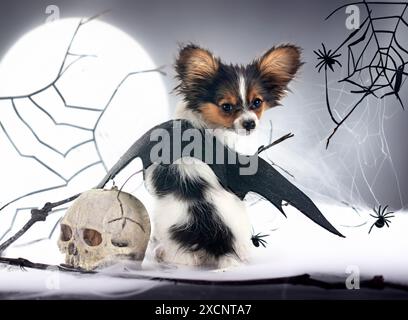 Chiot papillon dog in front of white background Banque D'Images