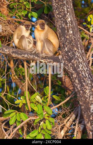 Westliche Grünmeerkatze (Chlorocebus sabaeus), Familie der Meerkatzen, Banque D'Images