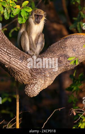 Westliche Grünmeerkatze (Chlorocebus sabaeus), Familie der Meerkatzen, Banque D'Images