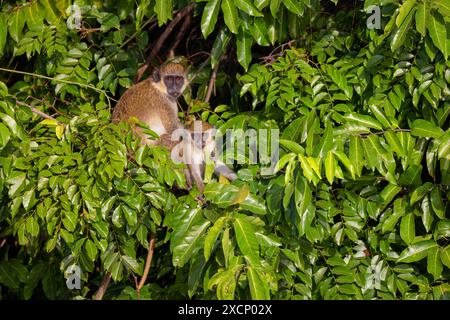 Westliche Grünmeerkatze (Chlorocebus sabaeus), Familie der Meerkatzen, Banque D'Images