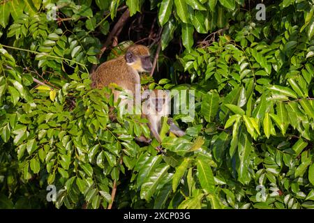 Westliche Grünmeerkatze (Chlorocebus sabaeus), Familie der Meerkatzen, Banque D'Images