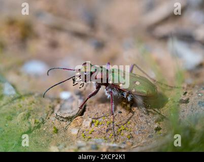 Feld-Sandlaufkäfer, Feldsandläufer (Cicindela campestris), Feldsandläufer, Feld-Sandlaufkäfer, Käfer, Insekt, Banque D'Images