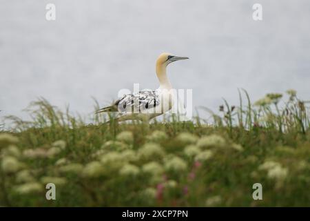 Morus Bassanus, un jeune oiseau Gannet, au sommet des falaises de Bempton Cliffs Banque D'Images