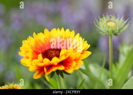 Gaillardia grandiflora, couverture fleur en gros plan Banque D'Images