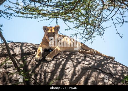 lionne reposant sur des rochers à l'ombre. Serengeti Banque D'Images