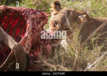 Lion se nourrissant d'un buffle du Cap Banque D'Images