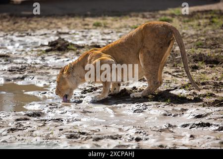 la lionne boit de l'eau dans une flaque Banque D'Images