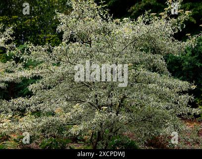 Gros plan sur les feuilles panachées blanc crème et vert du petit arbre pérenne cornus alternifolia Argentea. Banque D'Images