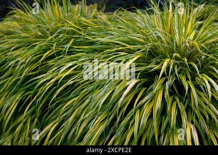 Gros plan sur les feuilles étroites en arc jaune doré rayées vert de l'herbe de jardin ornementale formant des toupies hakonechloa macra aureola. Banque D'Images