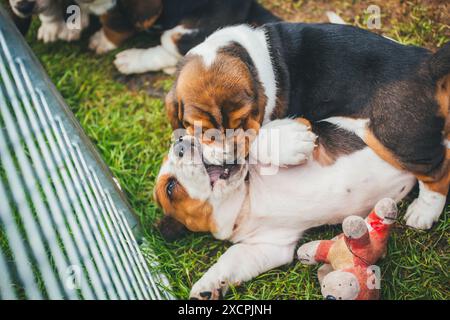 Les chiots Basset Hound Banque D'Images