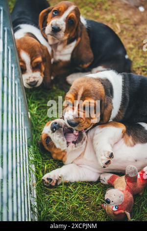Les chiots Basset Hound Banque D'Images