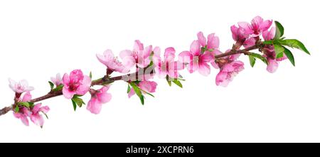 Fleurs de pêche isolées sur fond blanc. Branche de nectarine avec des fleurs roses Banque D'Images