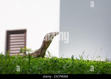 Malayan Water Monitor Lizard sur fond de mur blanc est repéré aux jardins botaniques de Singapour Banque D'Images