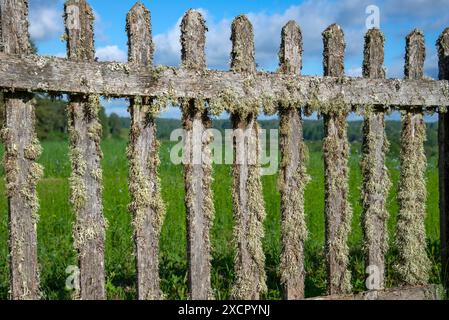 Fragment d'une vieille clôture couverte de mousse. Russie Banque D'Images