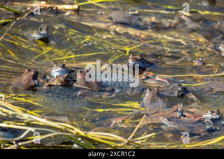 Événement commun de frai de masse de grenouille dans la nature, photo rapprochée avec flou sélectif Banque D'Images