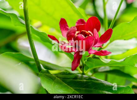 Fleur d'arbuste de l'est dans une ambiance de feuilles vertes Banque D'Images