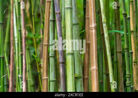 Gros plan plein format montrant beaucoup de bâtons de bambou Banque D'Images