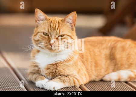 Portrait de chat paresseux au gingembre avec des taches blanches posées sur le plancher en bois Banque D'Images