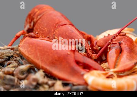 Gros plan d'un homard cuit et d'autres écrevisses sur une assiette au dos gris Banque D'Images