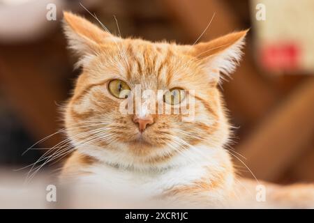 Gros plan portrait de chat gingembre surpris avec des taches blanches Banque D'Images