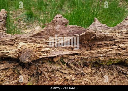 Motifs spéciaux dans le tronc d'arbre en décomposition Banque D'Images