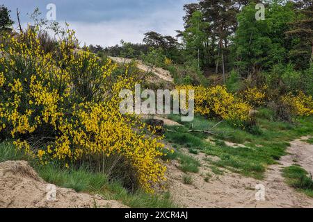 Balai à fleurs (Cytisus scoparius) dans la vallée du parc national Loonse en Drunense Duinen, Brabant du Nord, pays-Bas Banque D'Images