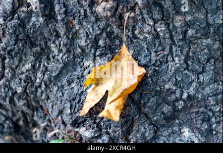 Feuille sèche sur un tronc d'arbre. Banque D'Images