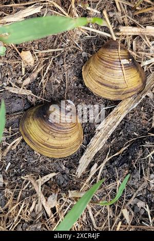 Deux valves de mye asiatique (Corbicula fluminea) Banque D'Images