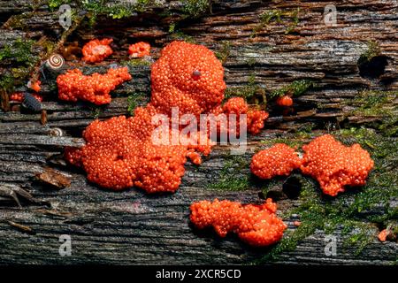 Tubifera ferruginosa, communément connu sous le nom de moisissure de framboise - Pisgah National Forest, Brevard, Caroline du Nord, États-Unis Banque D'Images