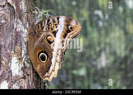 Chouette géante à bords jaunes (Caligo atreus) dans la jungle du Nicaragua en Amérique centrale Banque D'Images