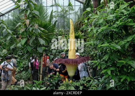 Londres, Royaume-Uni, 18 juin 2024. Un spécimen d'arum Titan (Amorphophallus titanum) fleurit au Kew Garden de Londres, à l'intérieur du Conservatoire Princess of Wales. La fleur de courte durée mesure plus de 2 mètres de haut et peut atteindre environ 3 mètres. La pointe de fleur attire les insectes qui se nourrissent de chair, tels que les mouches ayant une odeur de viande pourrie, pour faciliter son processus de pollinisation. C'est le deuxième spécimen à fleurir en une semaine à Kew - avec un troisième attendu bientôt. Crédit : onzième heure photographie/Alamy Live News Banque D'Images