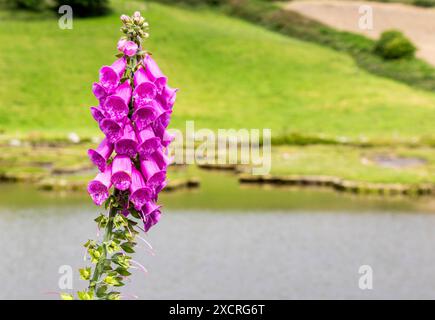 Digitalis ou Foxglove en pleine floraison estivale Banque D'Images