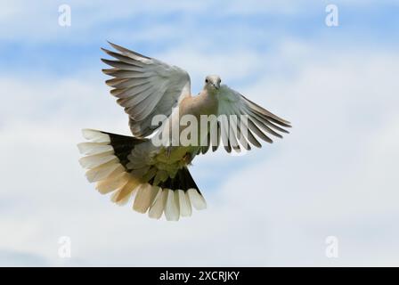 Belle colombe eurasienne en vol, face au spectateur Banque D'Images