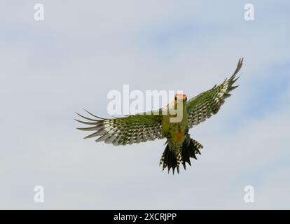 Pic de bois à ventre rouge volant vers le spectateur, avec des ailes déployées ouvertes ; sur fond de ciel nuageux Banque D'Images