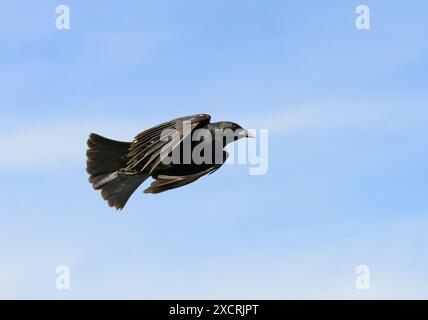 Blackbird mâle à ailes rouges en vol Banque D'Images