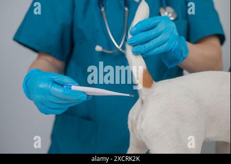 Un vétérinaire mesure la température d'un chien par voie rectale à l'aide d'un thermomètre électronique. Banque D'Images