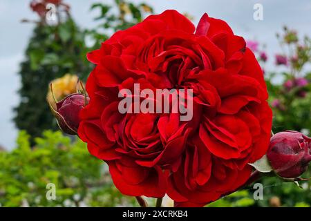 Wadern Themenfoto : Natur, Pflanzen und Fauna, Blumen, Blueten, 16.06.2024 Rote Rosenbluete Themenfoto : Natur, Pflanzen und Fauna, Blumen, Blueten, 16.06.2024 *** Wadern Theme photo nature, plantes et faune, fleurs, fleurs, fleurs, fleurs, 16 06 2024 Red rose Blossom Theme photo nature, plantes et faune, fleurs, 16 06 2024 Copyright : Exsex/jibsex Banque D'Images
