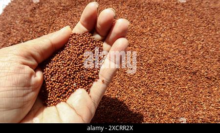 Ragi ou millets au doigt, Eleusine coracana est un super aliment dans les mains Banque D'Images