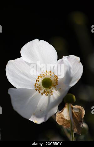 Gros plan d'une fleur blanche d'anémone japonaise (anémone hupehensis) en contre-jour ensoleillé Banque D'Images