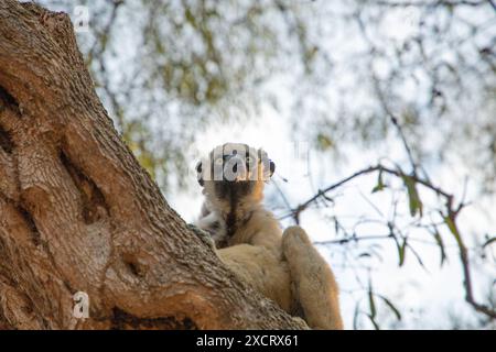 Le sifaka de Verreaux dans le parc Kirindy. Sifaka blanc avec tête sombre sur la faune de l'île de Madagascar. primate mignon et curieux avec de grands yeux Banque D'Images