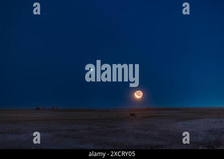 Le croissant de lune décroissant se levant dans une large conjonction avec Vénus dans le ciel d'avant l'aube, au-dessus d'un champ enneigé avec un cerf posant pour la photo! Earthshine Banque D'Images