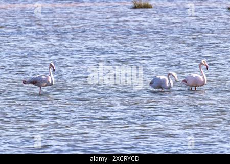 Grand flamant blanc, rose et noir à plumes, Phoenicopterus roseus dans un plat salé de la réserve naturelle de Ria Formosa, Algarve au Portugal Banque D'Images