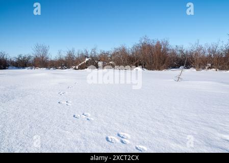 Paysage couvert de neige dans le nord du Canada avec des empreintes de pattes d'animaux d'un lynx ou d'un renard estampillé, marchant dans le sol blanc. Banque D'Images