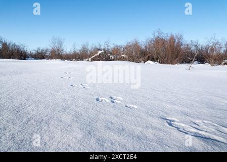 Paysage couvert de neige dans le nord du Canada avec des empreintes de pattes d'animaux d'un lynx ou d'un renard estampillé, marchant dans le sol blanc. Banque D'Images