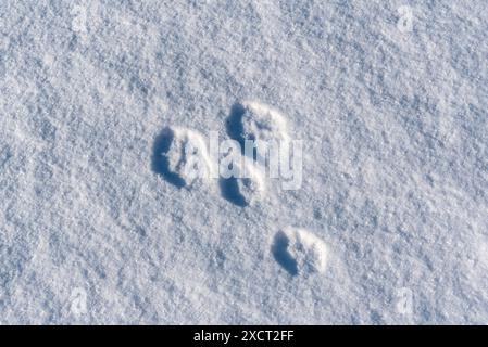 Paysage couvert de neige dans le nord du Canada avec des empreintes de pattes d'animaux d'un lynx ou d'un renard estampillé, marchant dans le sol blanc. Banque D'Images