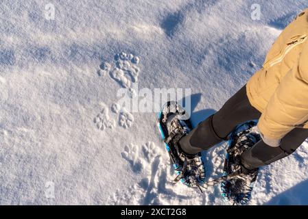Paysage couvert de neige dans le nord du Canada avec des empreintes de pattes d'animaux d'un lynx ou d'un renard estampillé, marchant dans le sol blanc avec une personne en raquettes pour l'échelle Banque D'Images