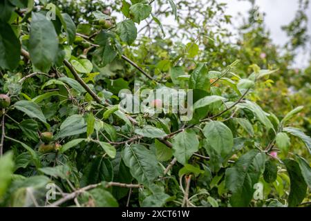 Pommes sauvages non mûres sur un arbre poussant dans une haie au milieu de l'été dans la campagne britannique. Banque D'Images