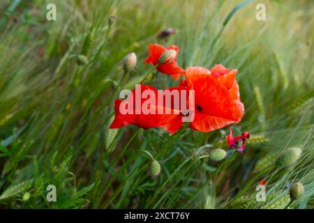 coquelicots rouges en fleurs dans le champ vert de seigle d'été, fond naturel vert, beauté fugace, nature délicate d'équilibre et préciosité de chaque moment Banque D'Images